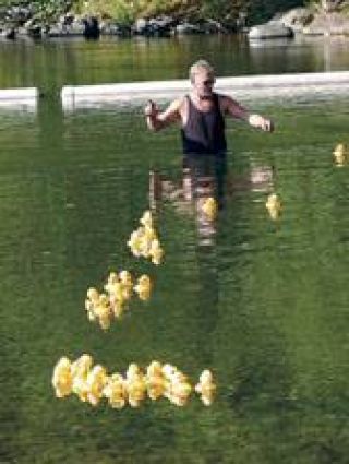 Volunteers waded  into the Green River Saturday morning to retrieve ducks; they were assisted by volunteer divers who rounded up wayward members of the flock.