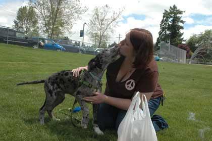 Nikole Alliston gets a thank you from her Great Dane puppy Sully during Bark in the Park