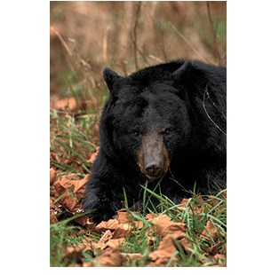 A common black bear.