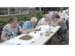 Seniors sift through soil for sapphires Friday outside the Bonney Lake Senior Center. Senior Service Assistant Phil DeLeo purchased the soil during Memorial Day while in Montana. DeLeo said the group found numerous sapphires.