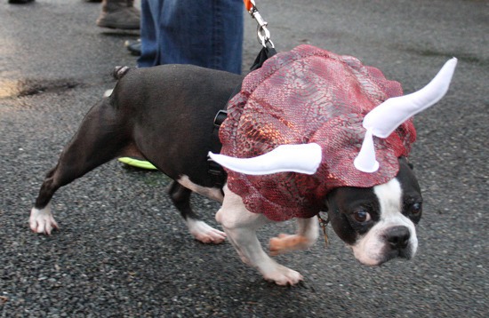 People and pets are encouraged to wear Halloween costumes and prizes will be awarded at the Canine Costume Contest.