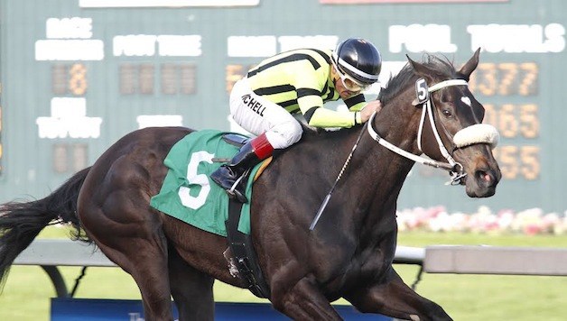 Scat Daddybaby could be destined for stardom this season at Emerald Downs.