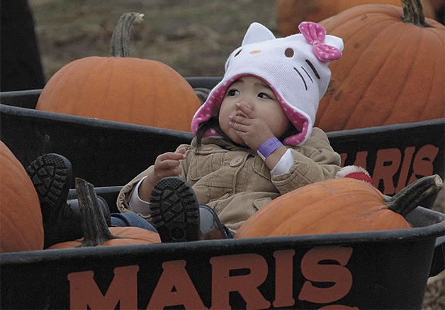 A young visitor to Maris Farms enjoyed riding around in style Sunday afternoon
