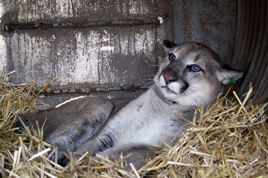 Cougar caught on the outskirts of town.