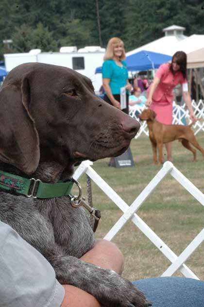 While some dogs strutted their stuff for judges in the show ring