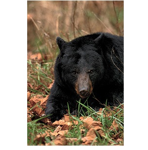 Prevent conflicts with hungry bears this spring | Department of Fish and Wildlife