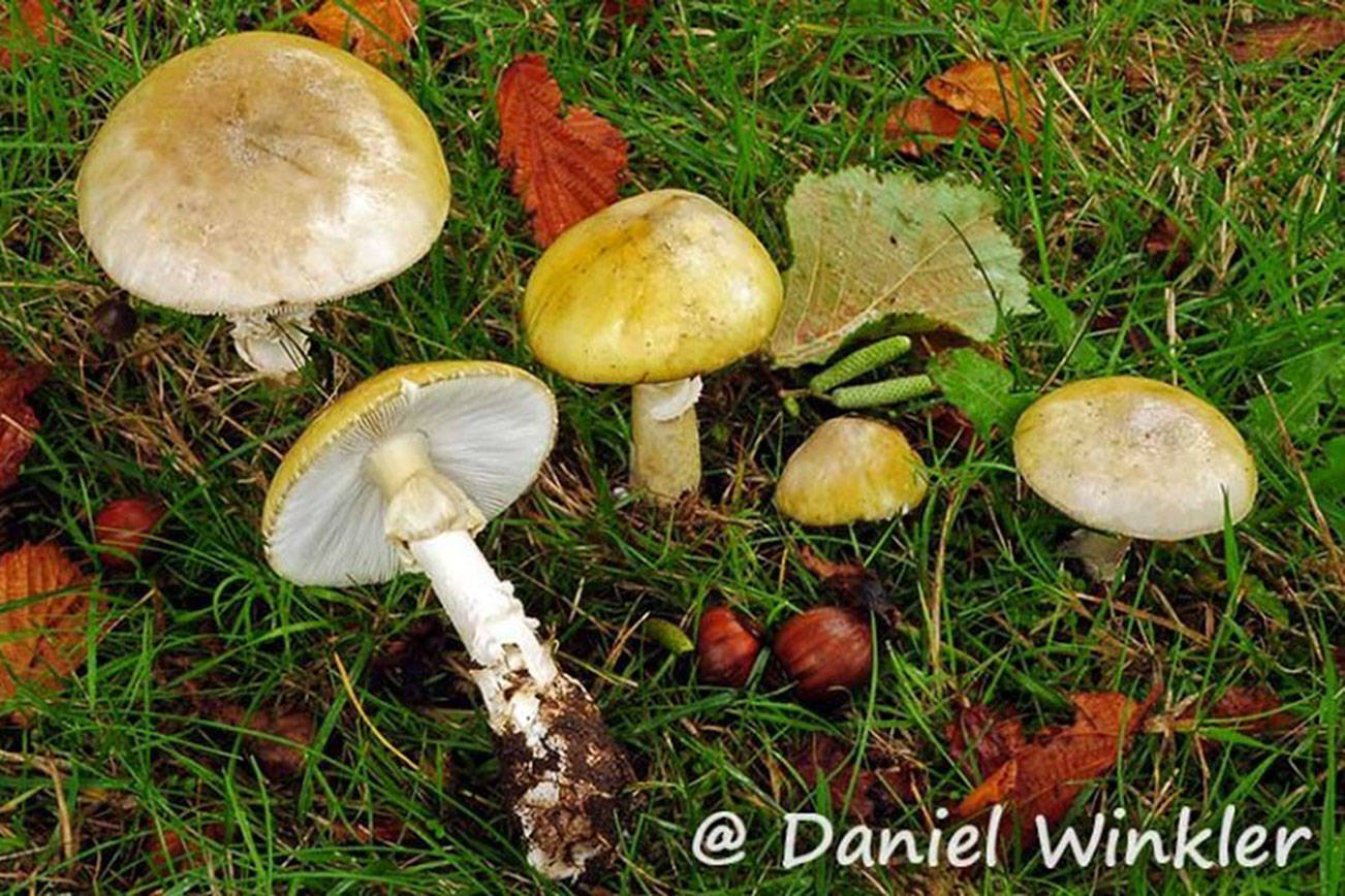 death cap mushroom