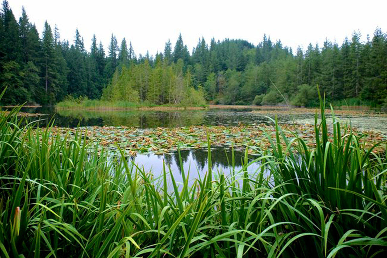 A view of the Little Lake Forest pond. Photo courtesy of King County