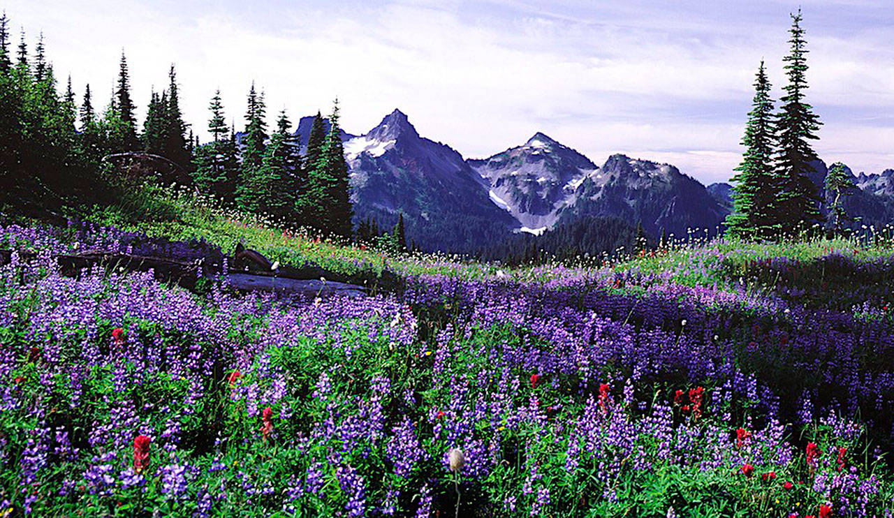 Wildflower meadow at Paradise with a view of the Tatoosh Range. Photo courtesy National Park Service