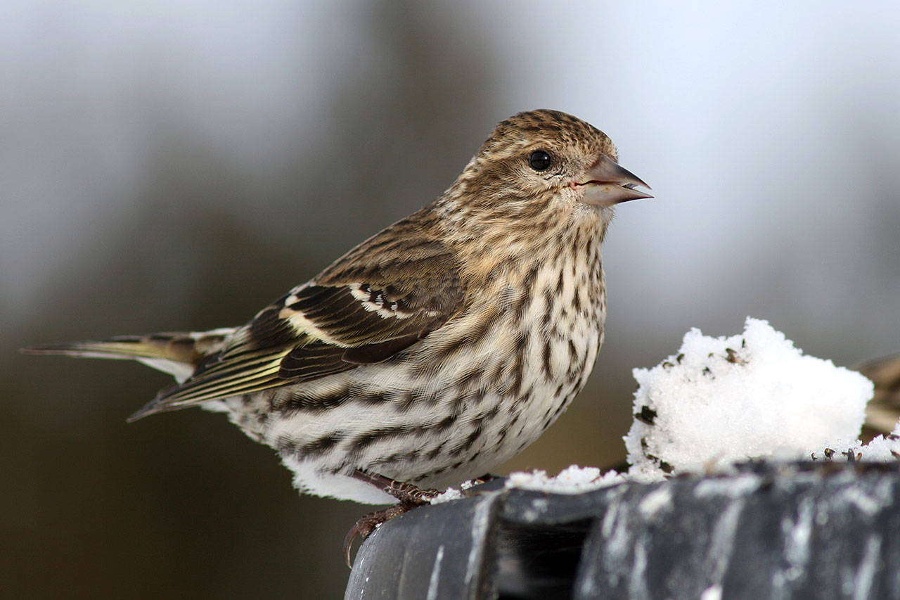 A female Pine Siskin, which is one of several birds irrupting from further north. Image courtesy Wikimedia Commons