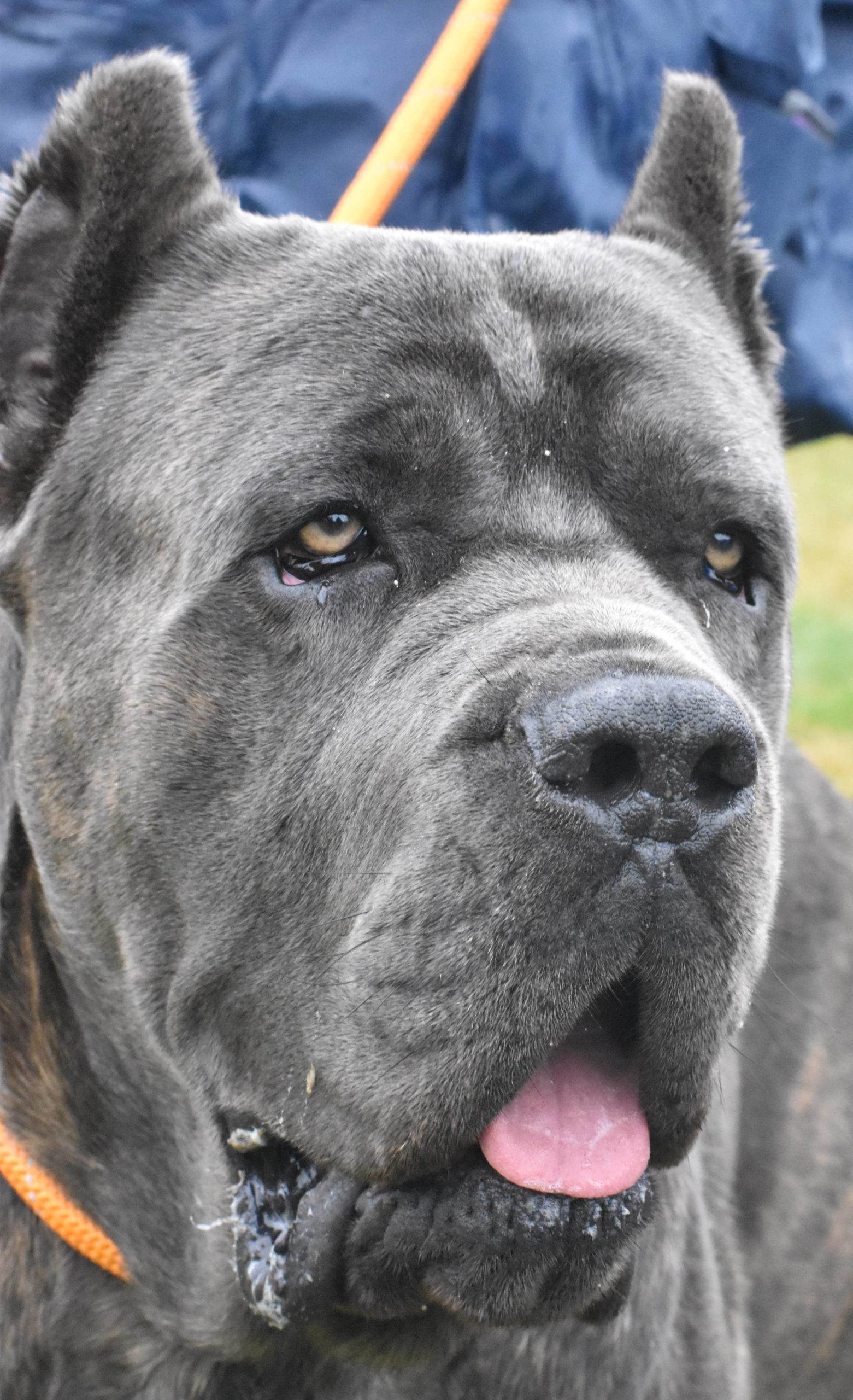 PHOTO BY KEVIN HANSON
The Olympic Kennel Club returned to the Enumclaw Expo Center in 2020 for a five-day run.