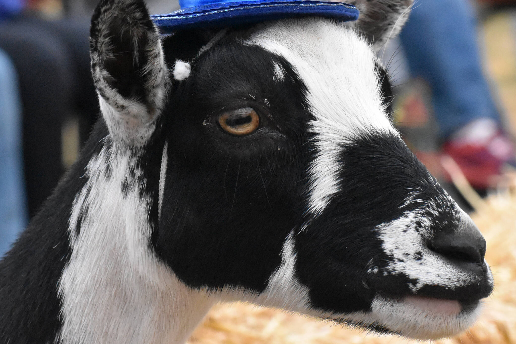 PHOTO BY KEVIN HANSON
Top honors went to Violet the goat, owned by James Graham of the Mount Si FFA chapter, during the annual Critter Crowning at the 2021 King County Fair. Opening-day attendance last year more than tripled from 2019, and the 2021 opening-day crowd was pegged at 7,500; two years prior, the fair’s first day saw 2,400 customers. The rodeo sold out, and more than 21,000 scones were sold. Even the vendor who services the center’s ATMs scrambled to find additional cash to keep machines stocked.