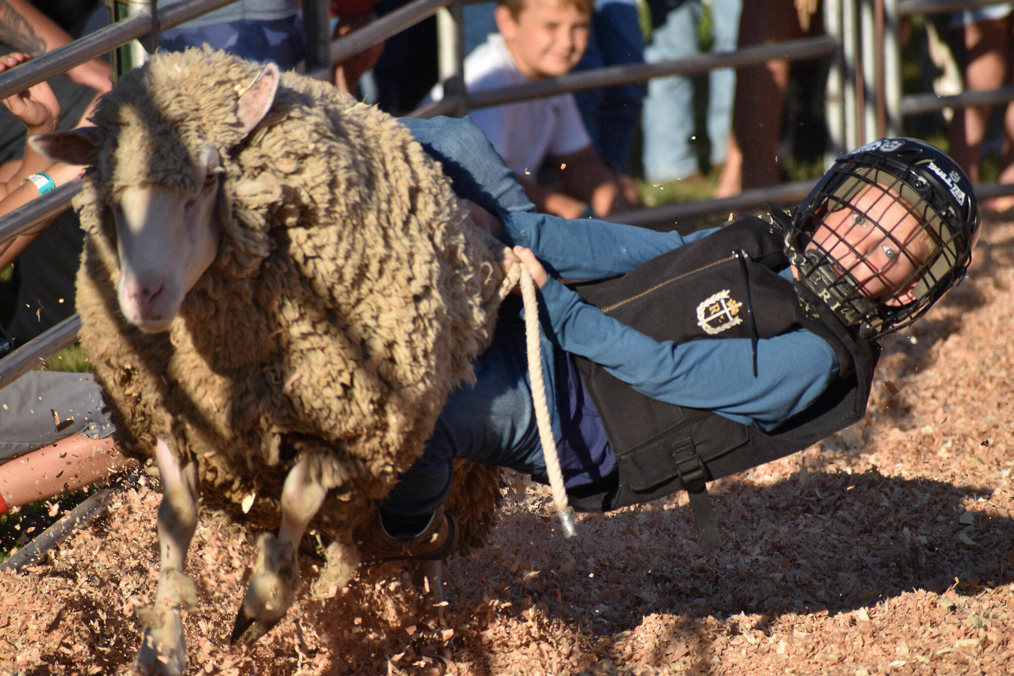 A kid rides a sheep, which is also called “mutton busting,” at the King County Fair.