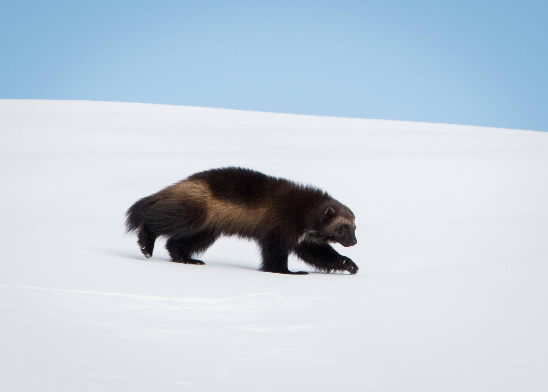 Joni’s son Dale, born in 2021, strides across a blanket of snow on Mount Rainier in January of this year. He now has at least three other siblings who share the mountain, not to mention his mom and dad. Photo by Kayla Shively