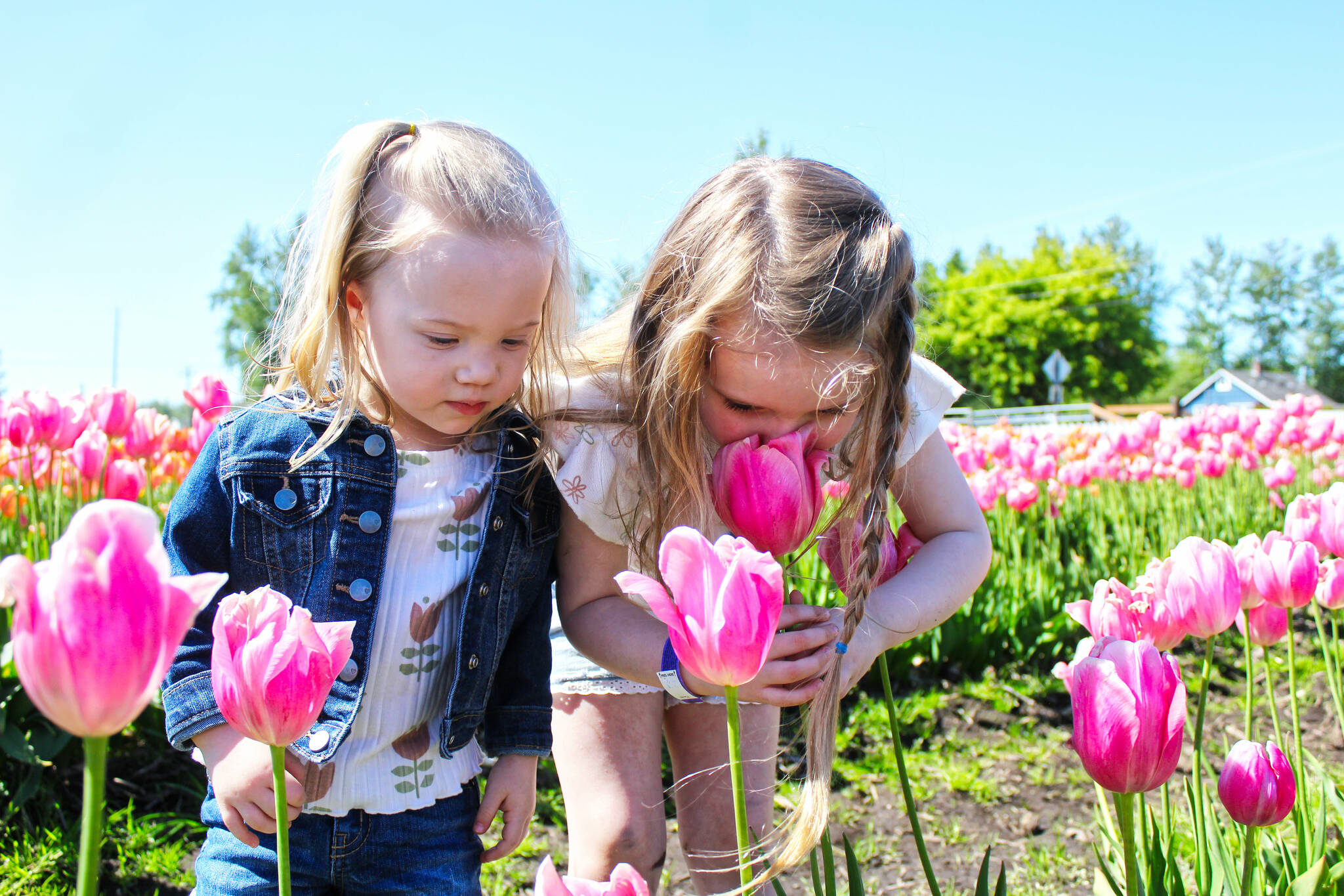 Emma and her older sister Eleanor sniffing the last of the tulips available for picking. Photo by Ray Miller-Still