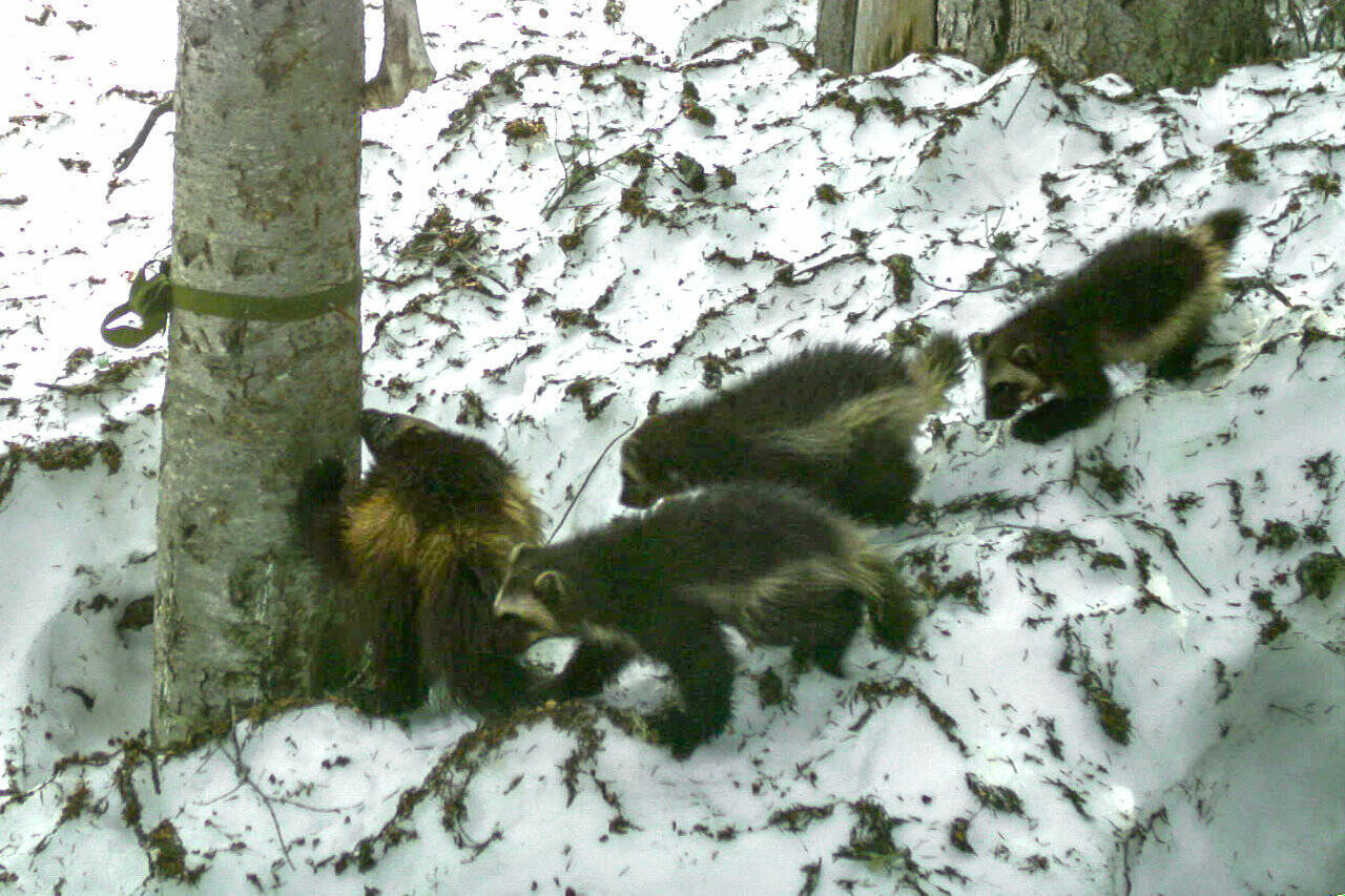 One of Mount Rainier National Parks’ upcoming 125th anniversary events will cover some of the rare carnivores of the Cascades, like wolverines. Wolverines were introduced back into the park since 2008, and Joni, pictured here with her three kits, has been thriving. Contributed photo