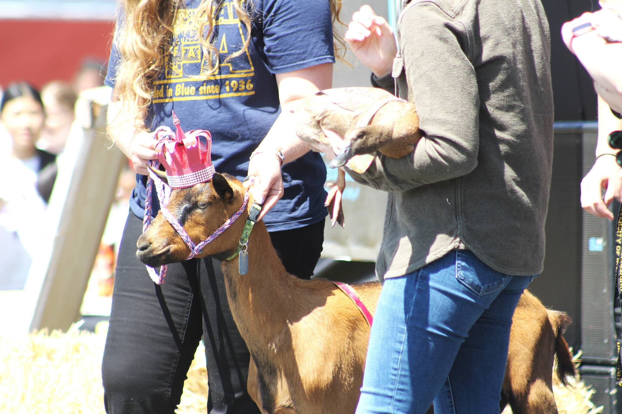 Rooster the goat was crowned King Critter today, July 11, at the King County Fair. Photo by Ray Miller-Still