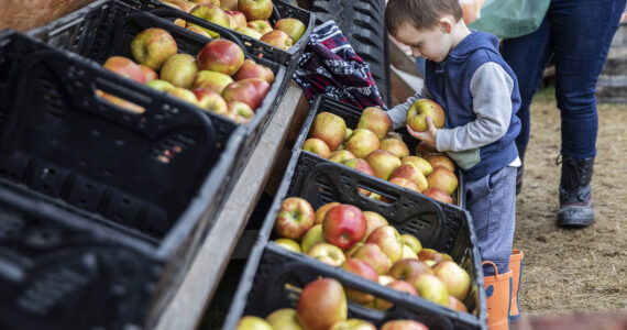 A boy picks out Honeycrisp apples for his family at Swans Trail Farms in Snohomish, Washington. Sound Publishing File Photo