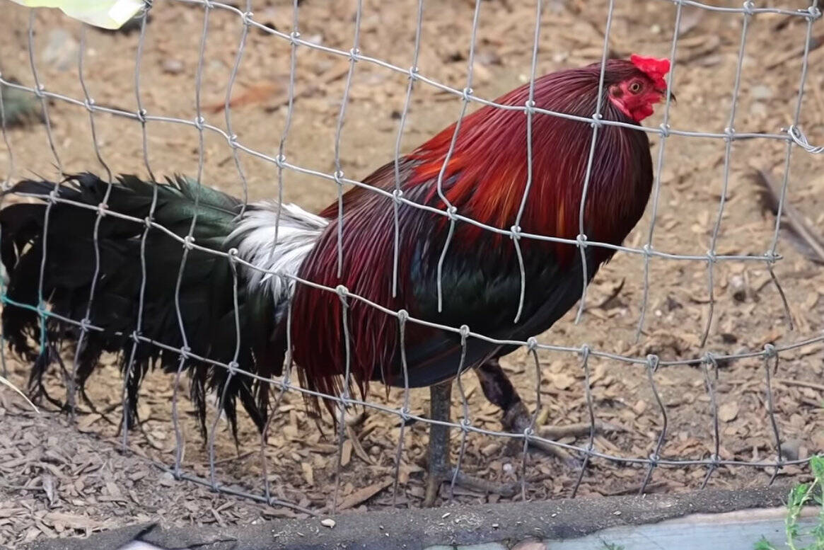 Cockfighting roosters are “altered” in order to reduce injuries and keep the bird fighting for longer. Screenshot courtesy Pierce County Sheriff’s Department