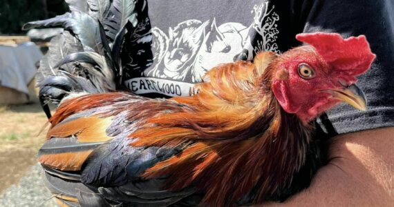 Photos courtesy Heartwood Haven 
One of the roosters rescued from the Aug. 1 cockfighting ring bust in Buckley.