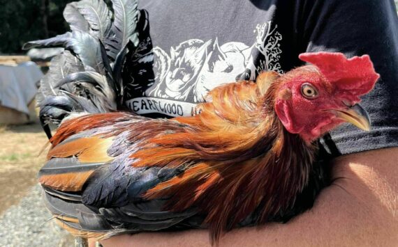 Photos courtesy Heartwood Haven 
One of the roosters rescued from the Aug. 1 cockfighting ring bust in Buckley.