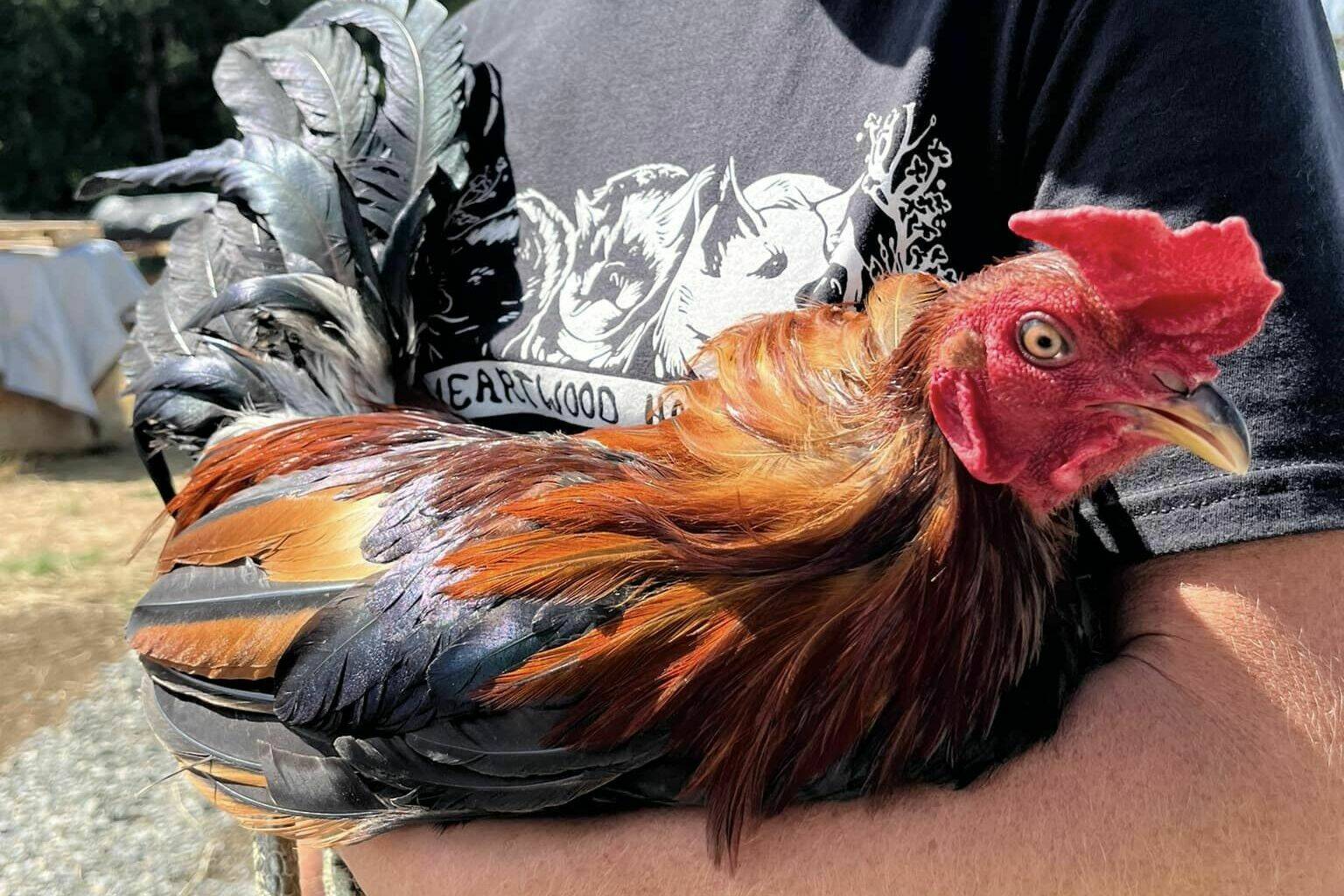 One of the roosters rescued from the Aug. 1 cockfighting ring bust in Buckley. Photo courtesy Heartwood Haven