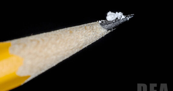 Photo courtesy the Drug Enforcement Administration
A two milligram dose of fentanyl powder (on pencil tip) is a lethal amount for most people.