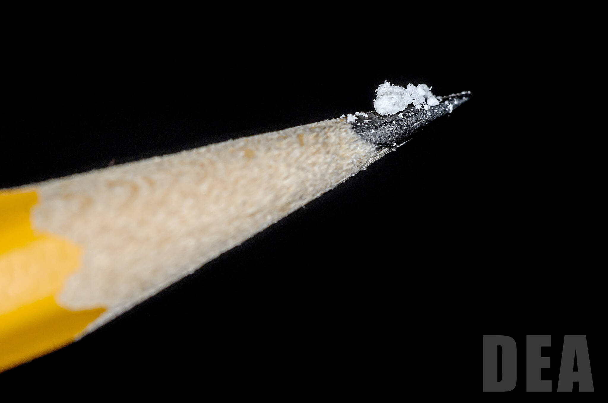 A two milligram dose of fentanyl powder (on pencil tip) is a lethal amount for most people. Photo courtesy the Drug Enforcement Administration