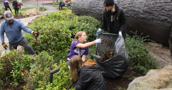 Despite the damp, dozens of volunteers were spread out around the Plateau last Saturday for the annual Beautify Enumclaw and Beautify Buckley events to make their cities shine - or at least have less weeds in the well-visited green spaces. Pictured is Kaitlynn Solbrack tossing weeds into a trash bag with sister Kaili and parents Jennifer and Johnathan at the Enumclaw Bull; EHS football players Brody Hardersen and Dylan Swanson clearing out ivy and sticker bushes with the rest of the team at the Enumclaw Golf Course; and McCoy and Wyatt Chrag taking a (well earned) snack break at the Foothills Trail memorial lot. Photos by Ray Miller-Still