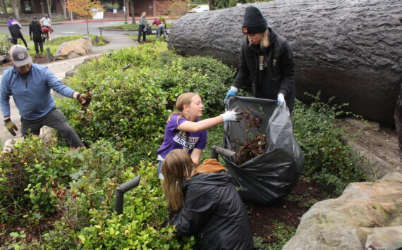 Despite the damp, dozens of volunteers were spread out around the Plateau last Saturday for the annual Beautify Enumclaw and Beautify Buckley events to make their cities shine - or at least have less weeds in the well-visited green spaces. Pictured is Kaitlynn Solbrack tossing weeds into a trash bag with sister Kaili and parents Jennifer and Johnathan at the Enumclaw Bull; EHS football players Brody Hardersen and Dylan Swanson clearing out ivy and sticker bushes with the rest of the team at the Enumclaw Golf Course; and McCoy and Wyatt Chrag taking a (well earned) snack break at the Foothills Trail memorial lot. Photos by Ray Miller-Still