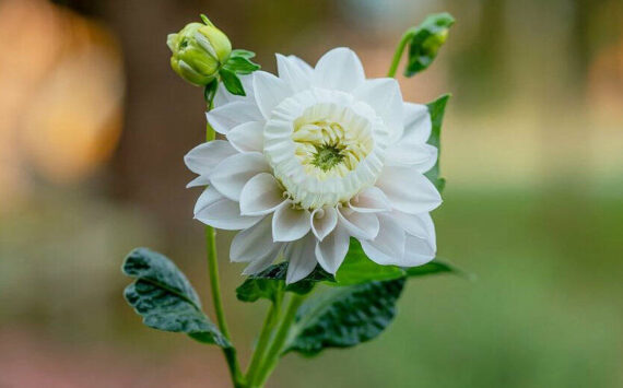 The "daffodahlia" received its name because the inward petals, which were supposed to curl outward, decided to instead curl inward and create a daffodil-like cup. Photo courtesy Kelsey Hall