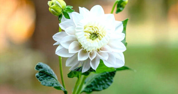 The "daffodahlia" received its name because the inward petals, which were supposed to curl outward, decided to instead curl inward and create a daffodil-like cup. Photo courtesy Kelsey Hall