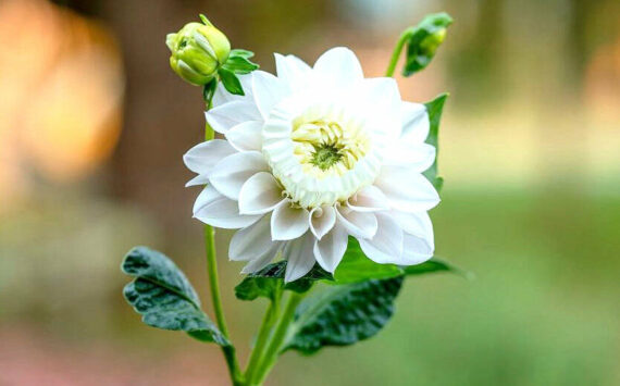 The "daffodahlia" received its name because the inward petals, which were supposed to curl outward, decided to instead curl inward and create a daffodil-like cup. Photo courtesy Kelsey Hall