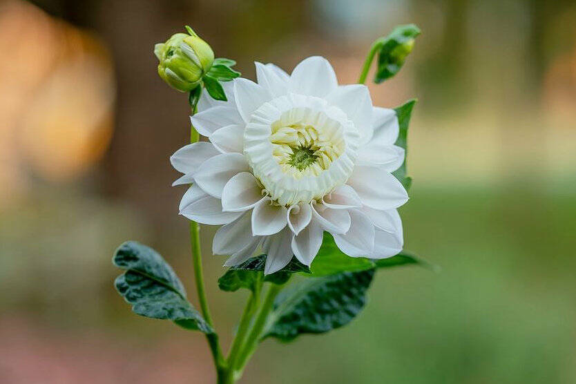 The “daffodahlia” received its name because the inward petals, which were supposed to curl outward, decided to instead curl inward and create a daffodil-like cup. Photo courtesy Kelsey Hall