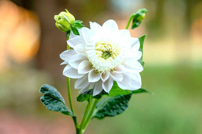 The “daffodahlia” received its name because the inward petals, which were supposed to curl outward, decided to instead curl inward and create a daffodil-like cup. Photo courtesy Kelsey Hall