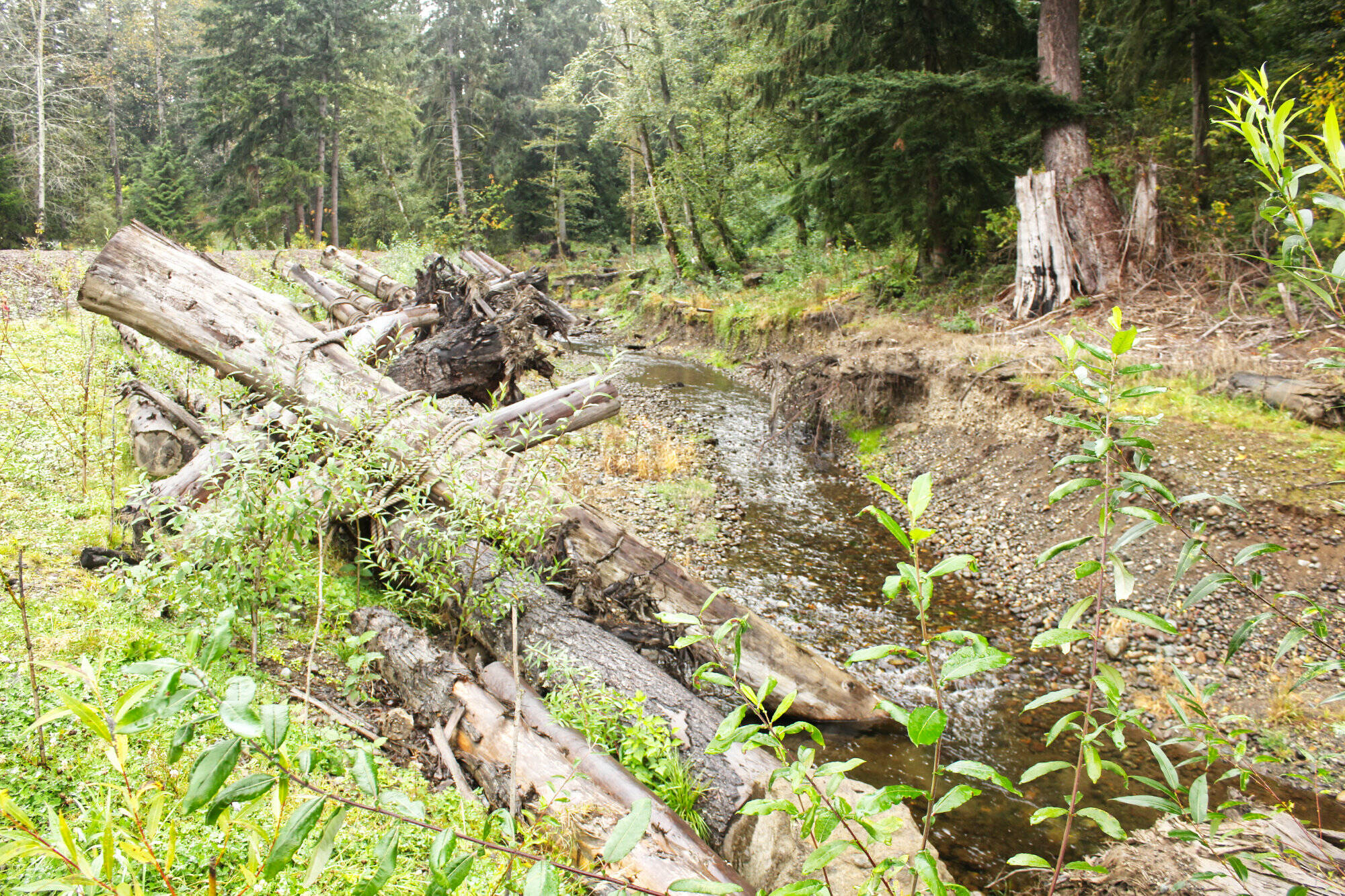 A little more than half a mile of the Boise Creek through the Enumclaw Golf Course has been rerouted to follow the eastern tree line to better protect salmon and trout. Photo by Ray Miller-Still