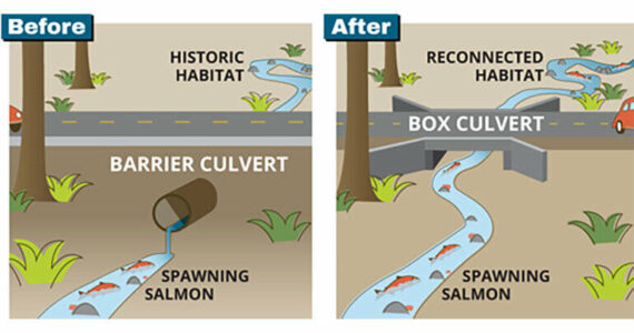 Fish have a hard time migrating upstream if there is not enough water in the culvert. The box culvert helps make it easier for fish to pass underneath the road. Image courtesy of King County Fish Passage Program