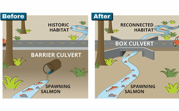 Fish have a hard time migrating upstream if there is not enough water in the culvert. The box culvert helps make it easier for fish to pass underneath the road. Image courtesy of King County Fish Passage Program