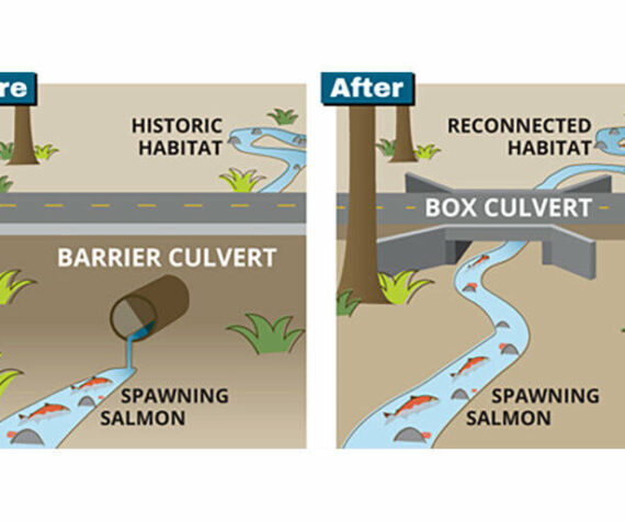 Fish have a hard time migrating upstream if there is not enough water in the culvert. The box culvert helps make it easier for fish to pass underneath the road. Image courtesy of King County Fish Passage Program