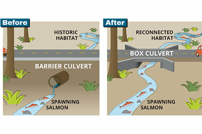 Fish have a hard time migrating upstream if there is not enough water in the culvert. The box culvert helps make it easier for fish to pass underneath the road. Image courtesy of King County Fish Passage Program