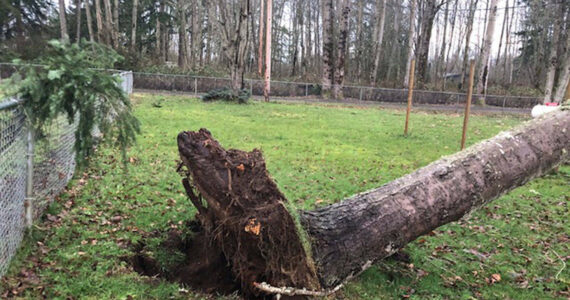 A large tree fell that feel onto a Maple Valley property in 2019 after a windstorm that reached 60 mph. Submitted photo from Bethany Alvarado