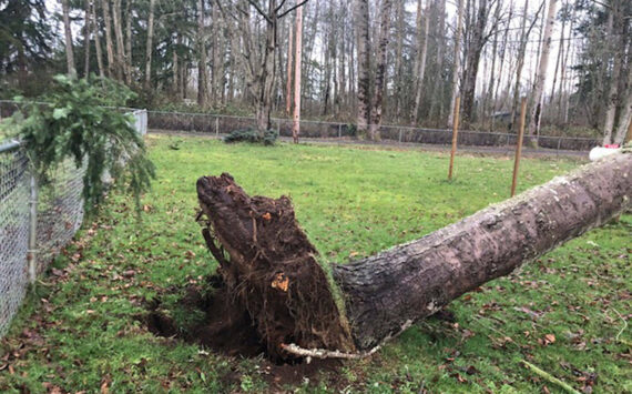 A large tree fell that feel onto a Maple Valley property in 2019 after a windstorm that reached 60 mph. Submitted photo from Bethany Alvarado