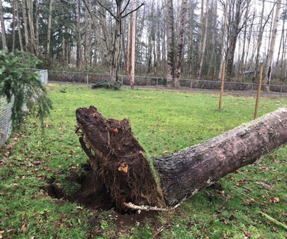 <p>A large tree fell that feel onto a Maple Valley property in 2019 after a windstorm that reached 60 mph. Submitted photo from Bethany Alvarado</p>