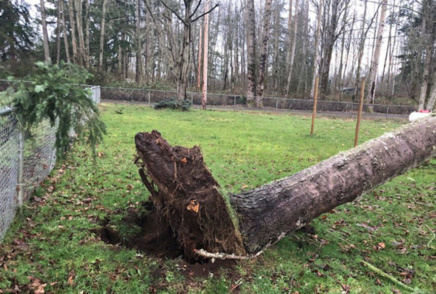 <p>A large tree fell that feel onto a Maple Valley property in 2019 after a windstorm that reached 60 mph. Submitted photo from Bethany Alvarado</p>