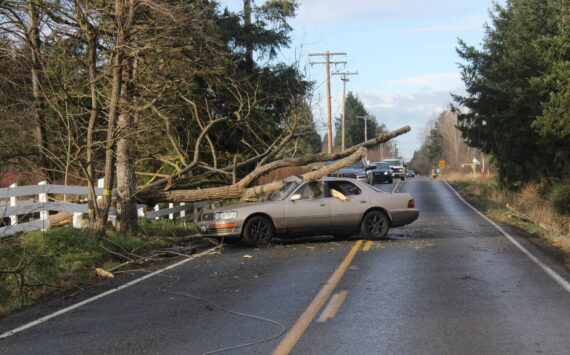 Some photos around Enumclaw after the Nov. 19 storm. Photos by Ray Miller-Still