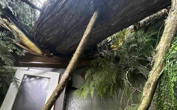 An Enumclaw family had just closed on a new home; 19 days later, the bomb cyclone sent a tree into their master bathroom. Photo courtesy Cecilee Hughs