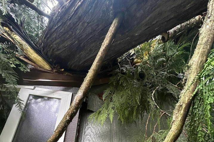 An Enumclaw family had just closed on a new home; 19 days later, the bomb cyclone sent a tree into their master bathroom. Photo courtesy Cecilee Hughs