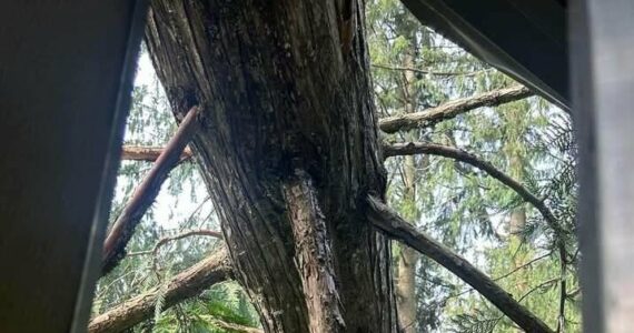 This tree fell onto Cecilee Hughes' new home during the bomb cyclone. Courtesy photo