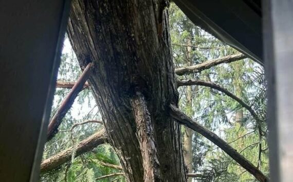 This tree fell onto Cecilee Hughes' new home during the bomb cyclone. Courtesy photo